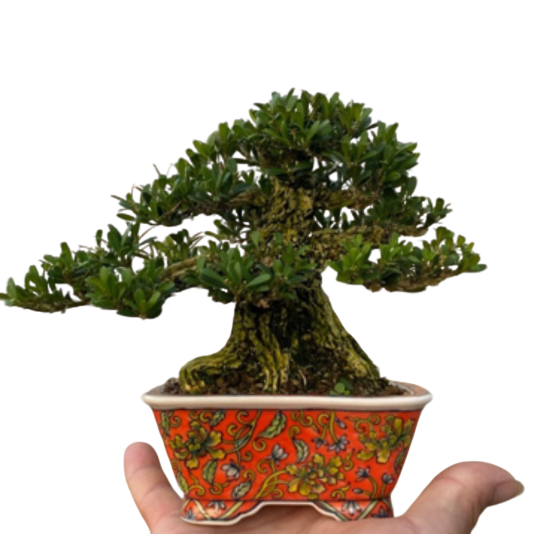 岭南盆景小叶皱皮雀舌黄杨老桩室内四季常青绿植盆栽