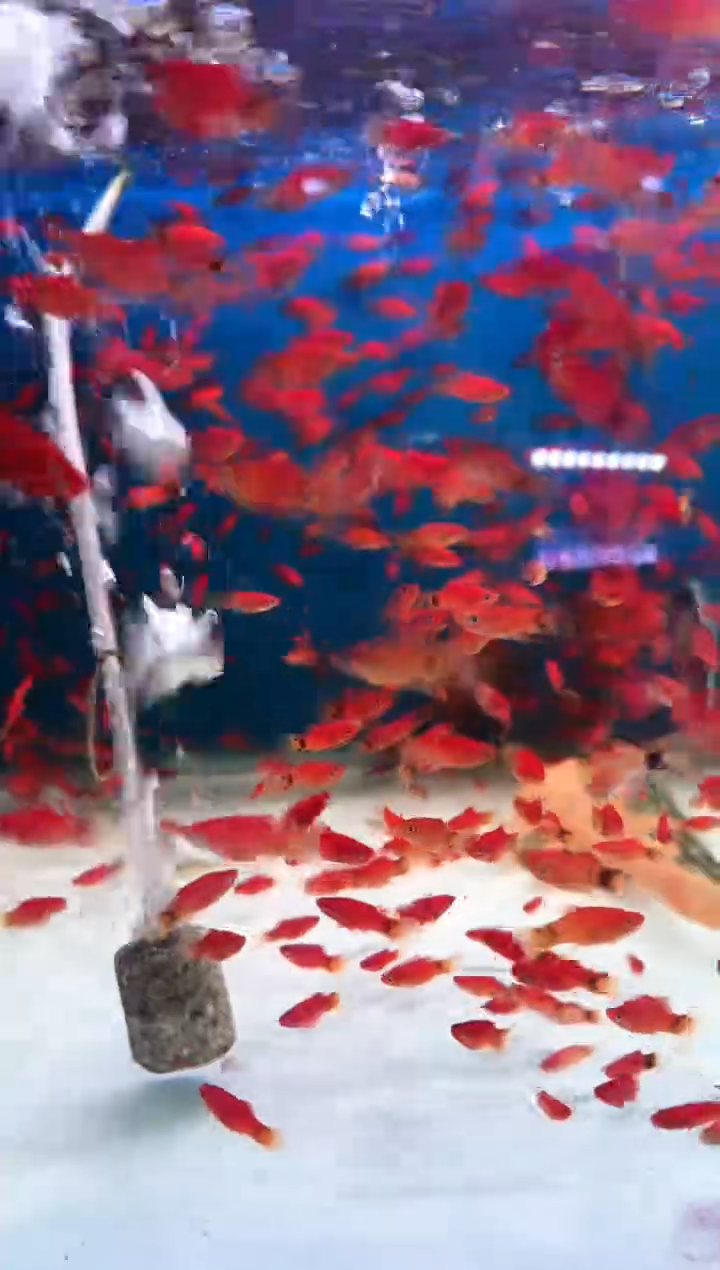 海水米奇鱼10条一包