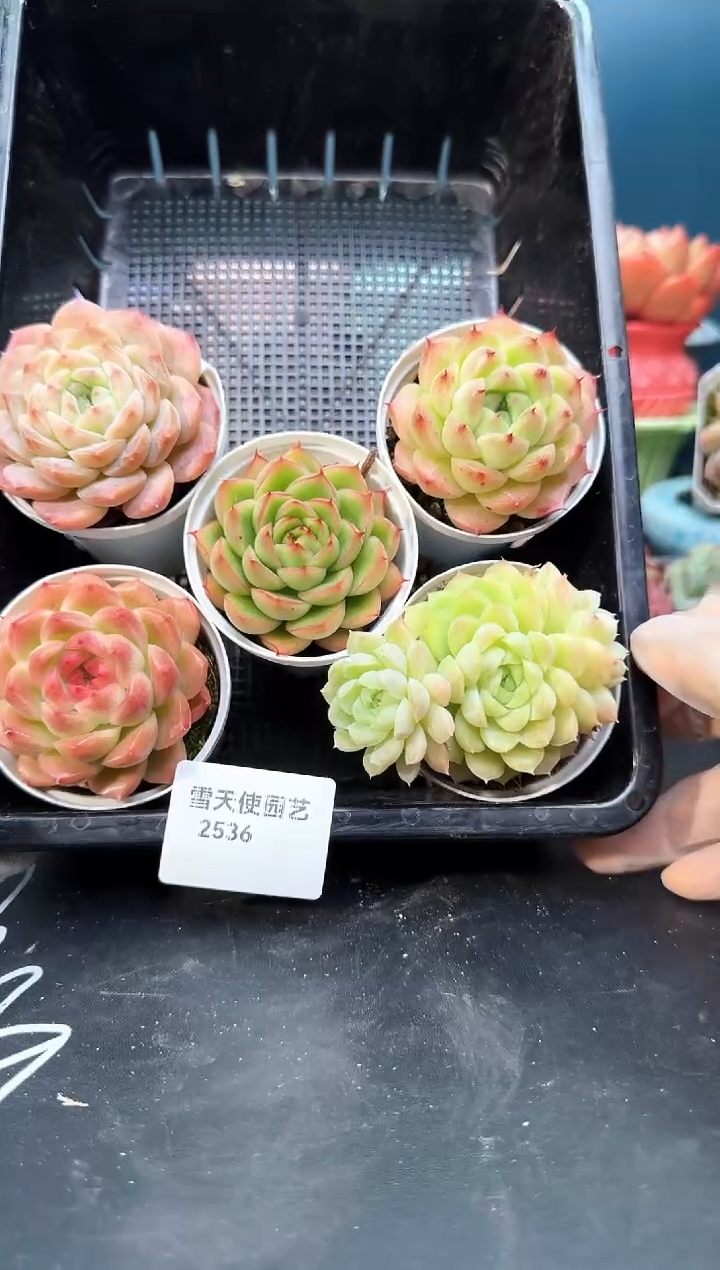 2 536  多肉  5 颗