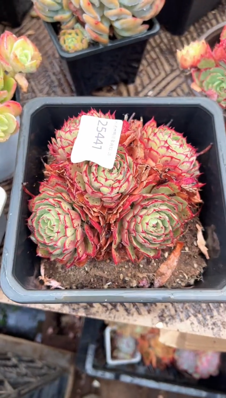 k****室多肉植物一物一拍25441