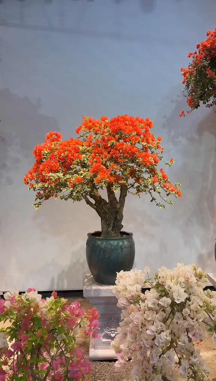 以实际为准三角梅A33