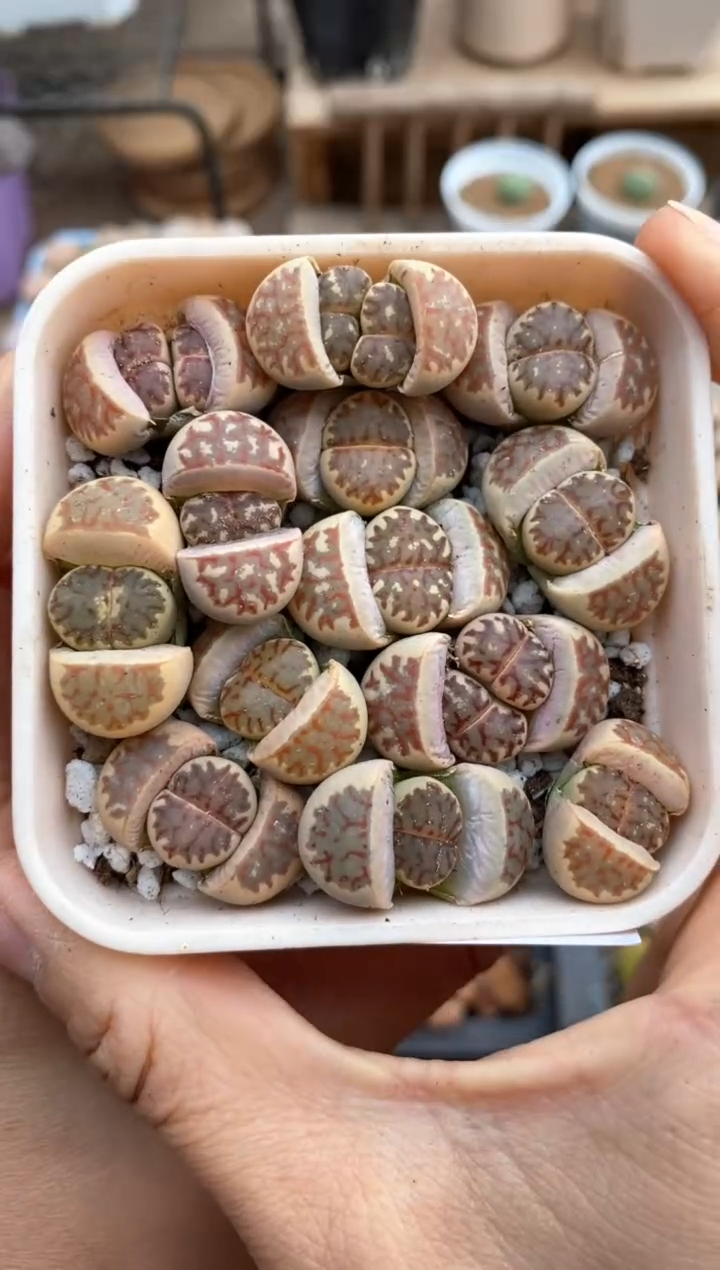 【闪购商品】6781直播一物一拍