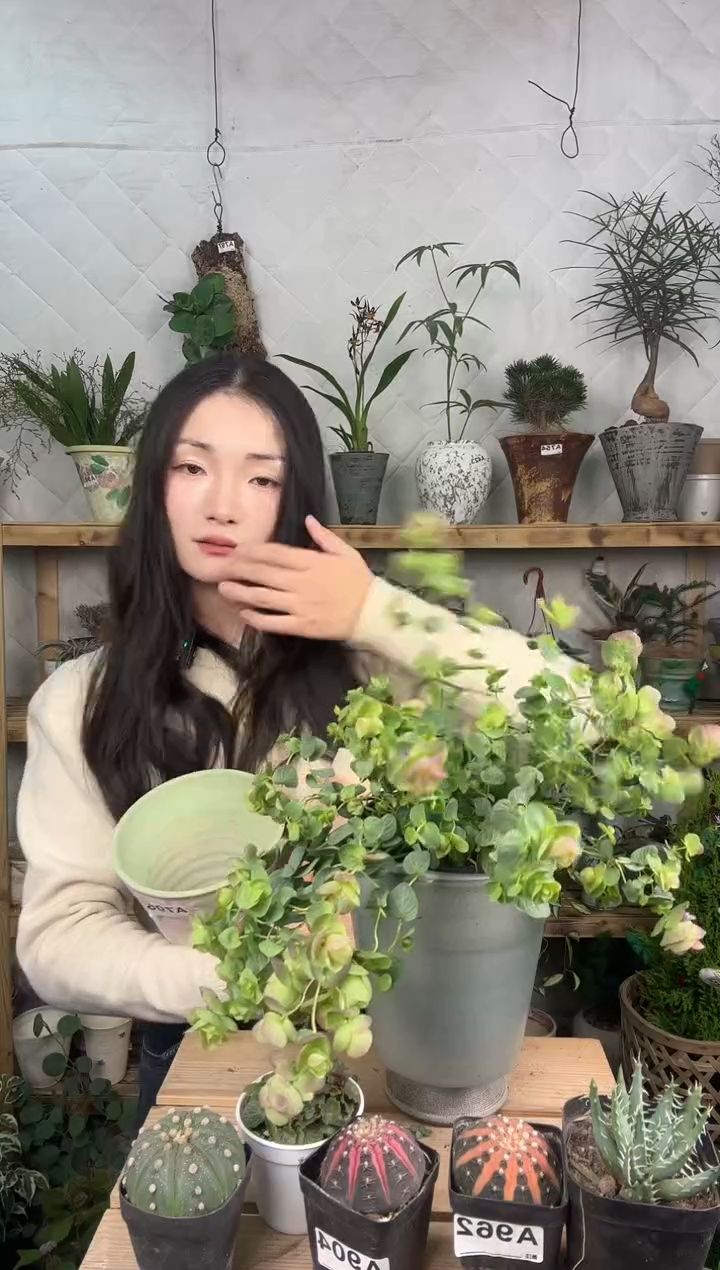 无花朵905牛至折纸画加盆一套