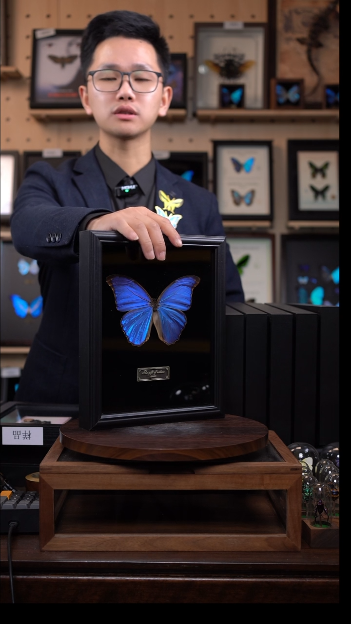 冬*义蝴蝶标本摆件一口价d930