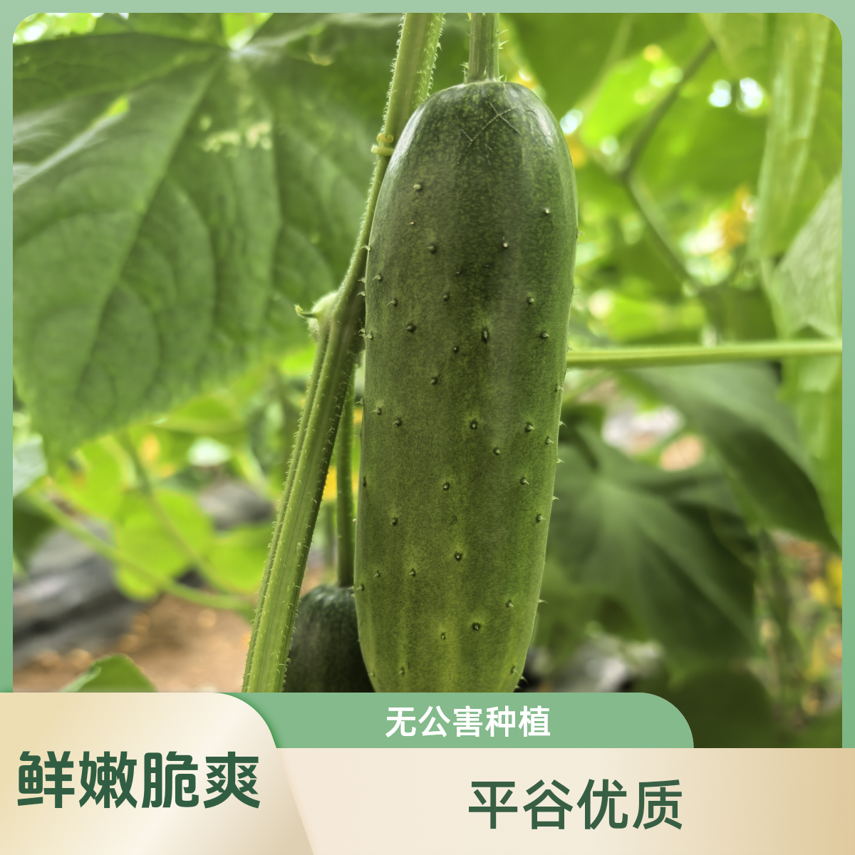 【小云助农】平谷旱秋黄瓜秋黄瓜