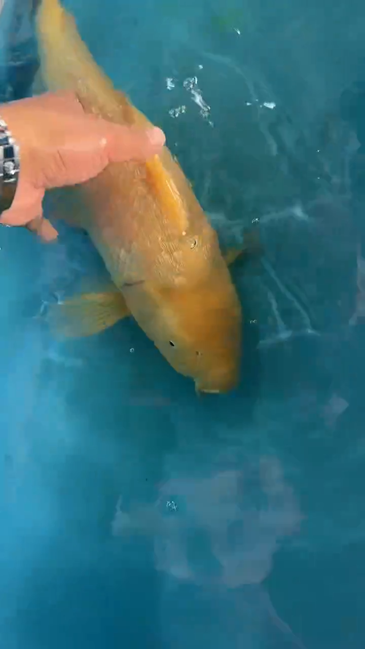 锦鲤太饱锦鲤36cm-45cm不包邮到付