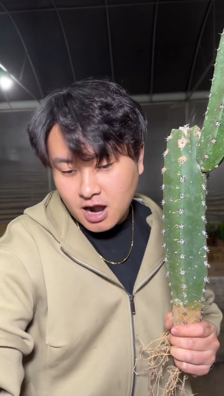 大 母本 秀普柱【带根】