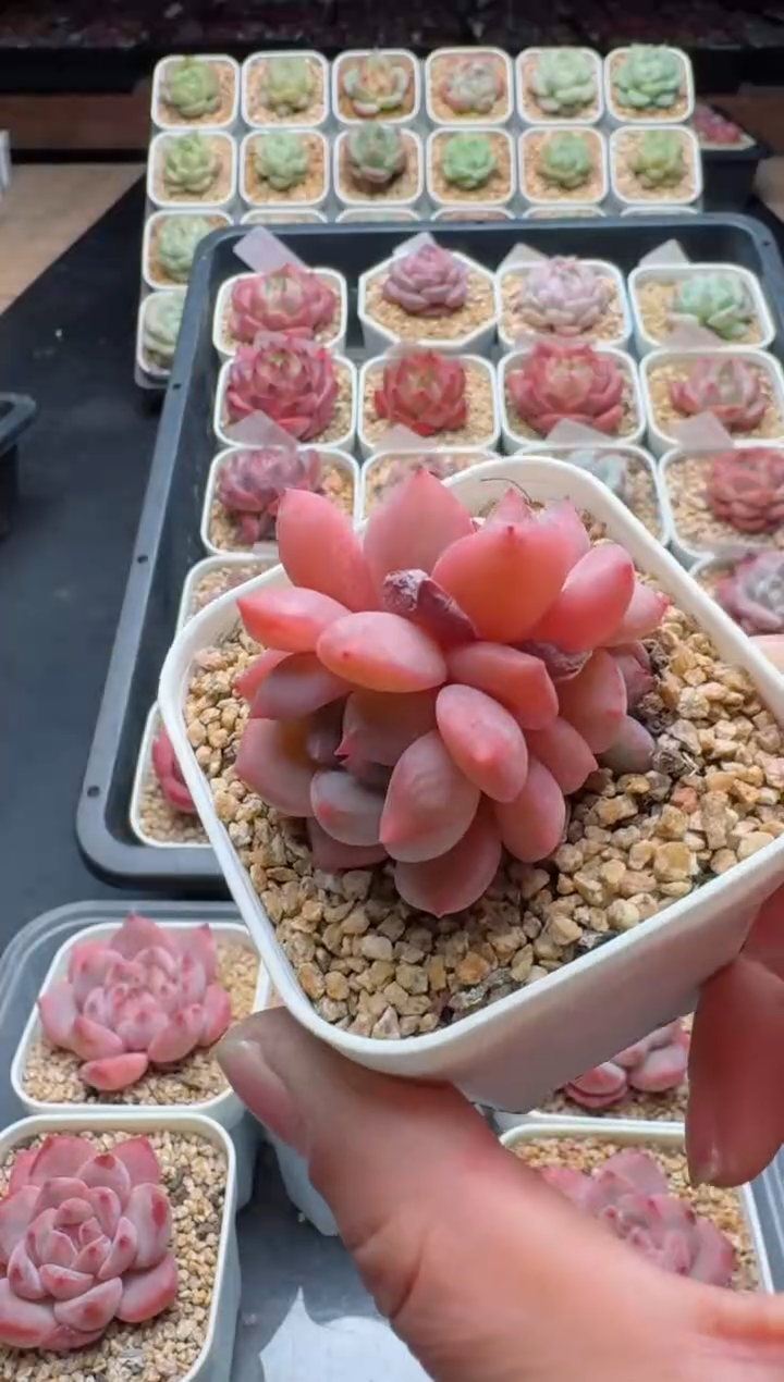 【闪购商品】825A多肉脱土发6.5杯当天拍3颗包柚