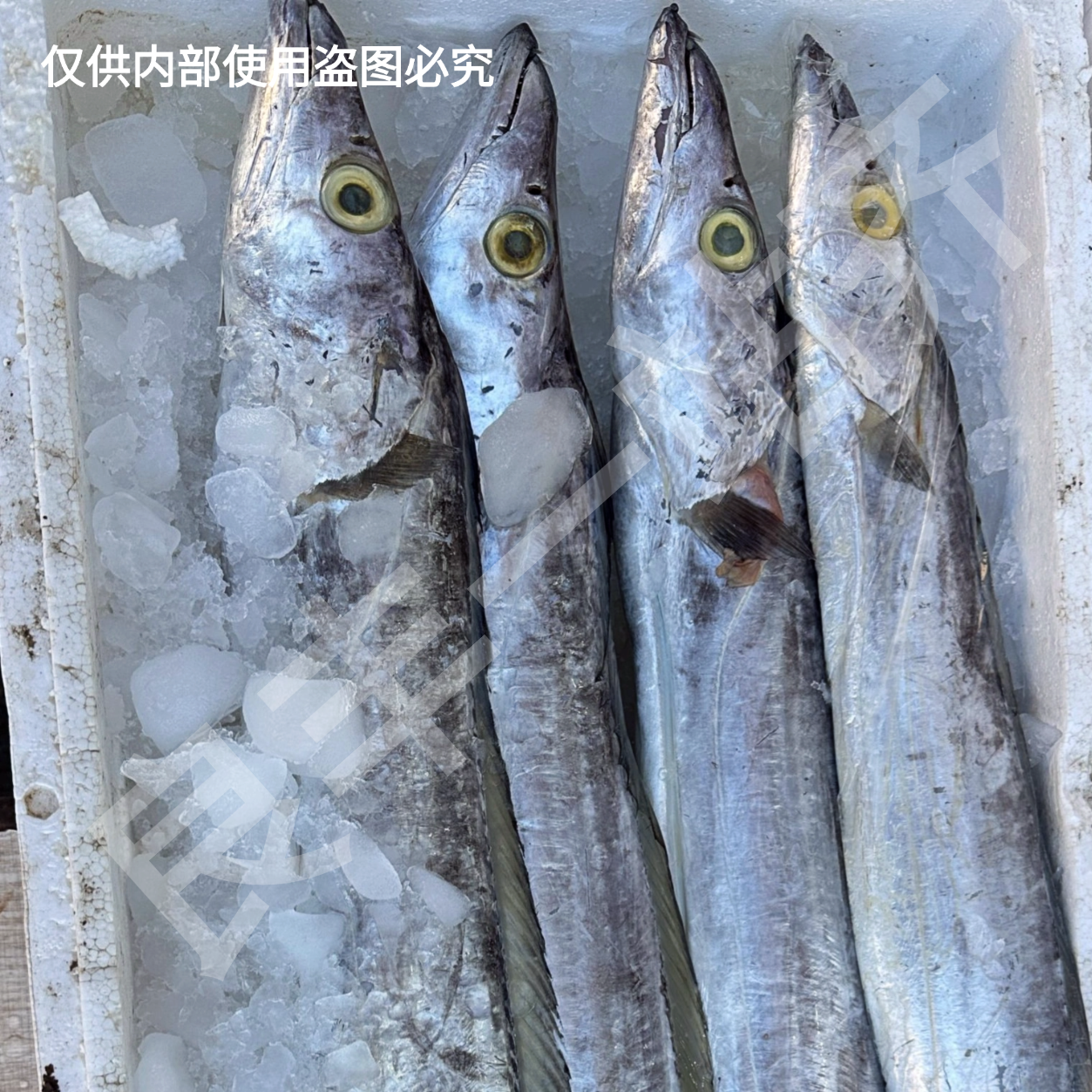 【深海带鱼】冰鲜  约700-800g/条带鱼同城送