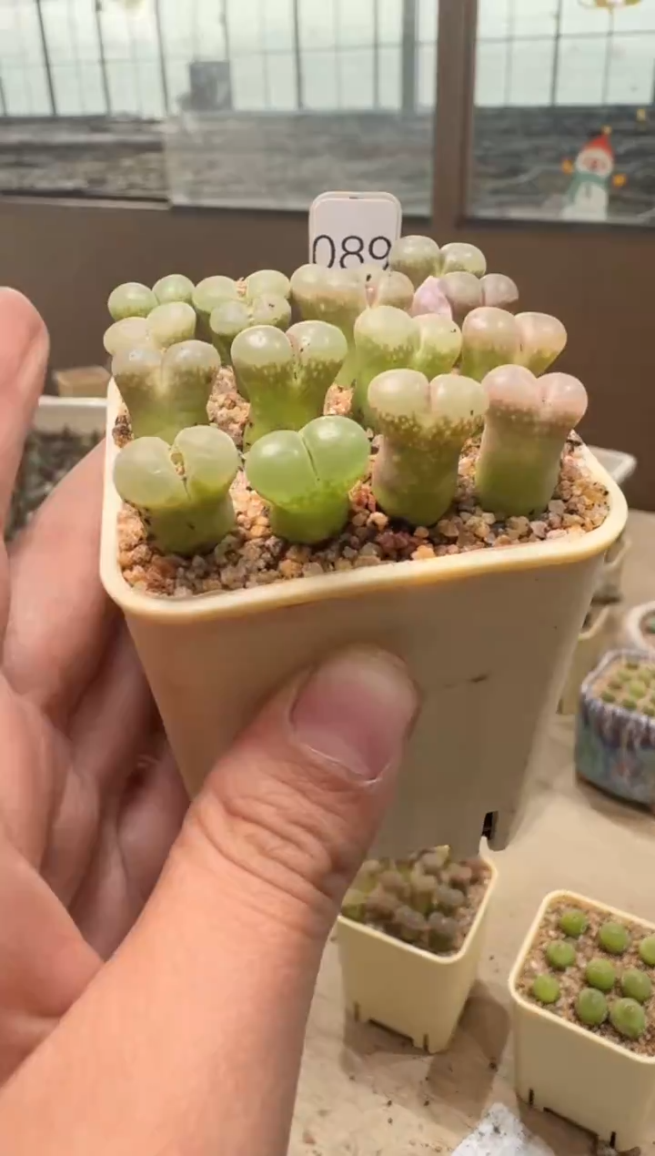 匹*曹26-154多肉植物肉锥