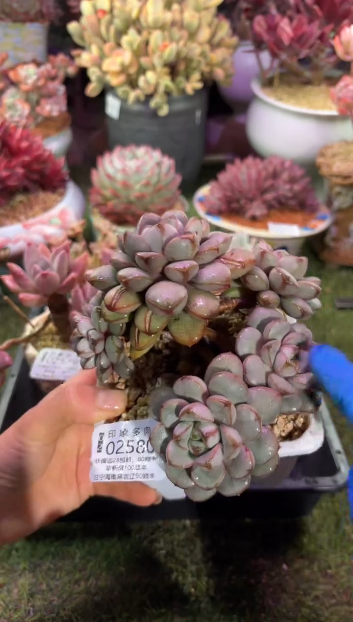 【闪购商品】02580