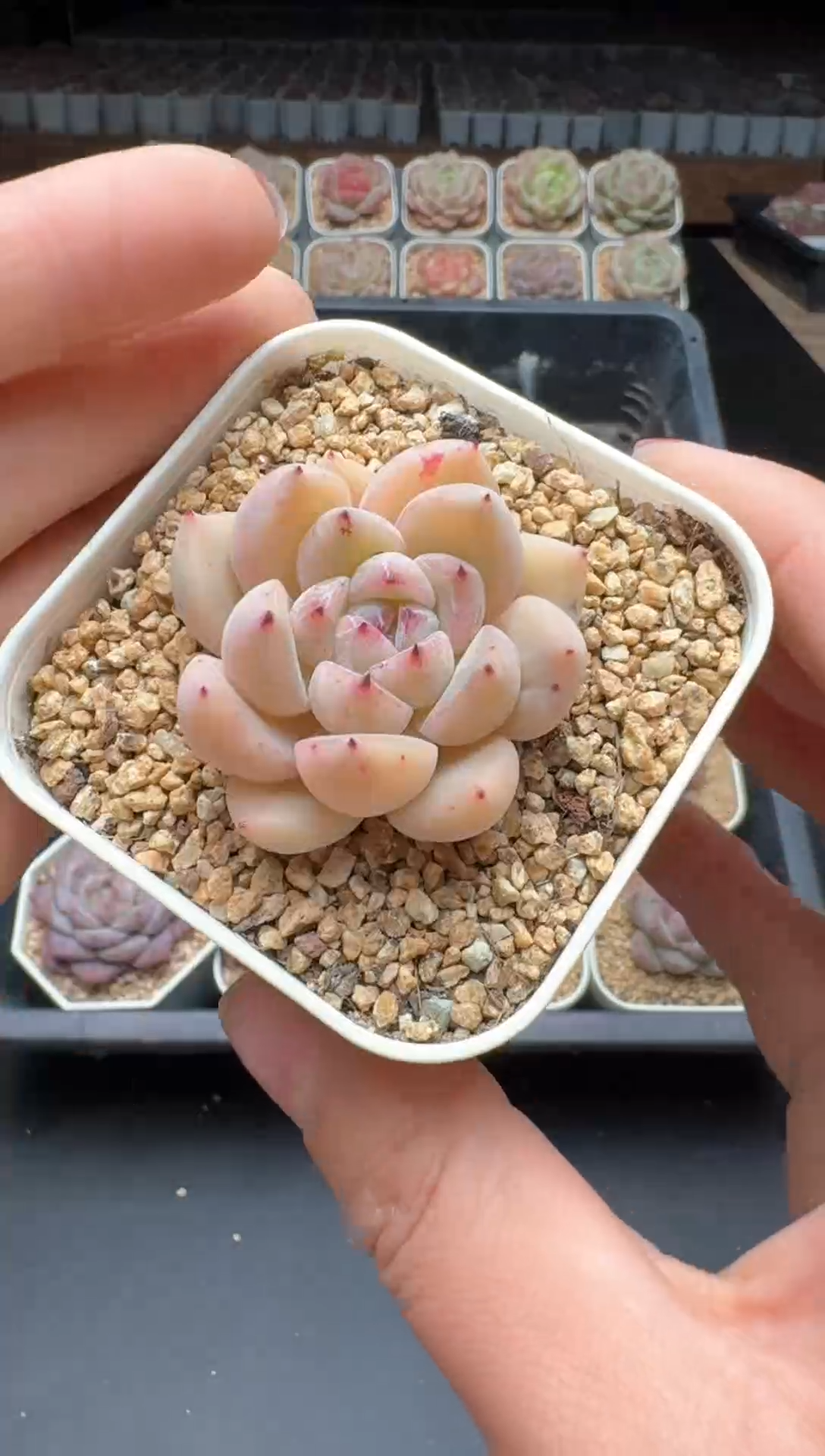 【闪购商品】193号一物一拍珍妮多肉花卉植物3颗起发