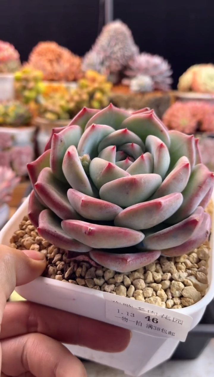 【闪购商品】1.13-46白腊塘