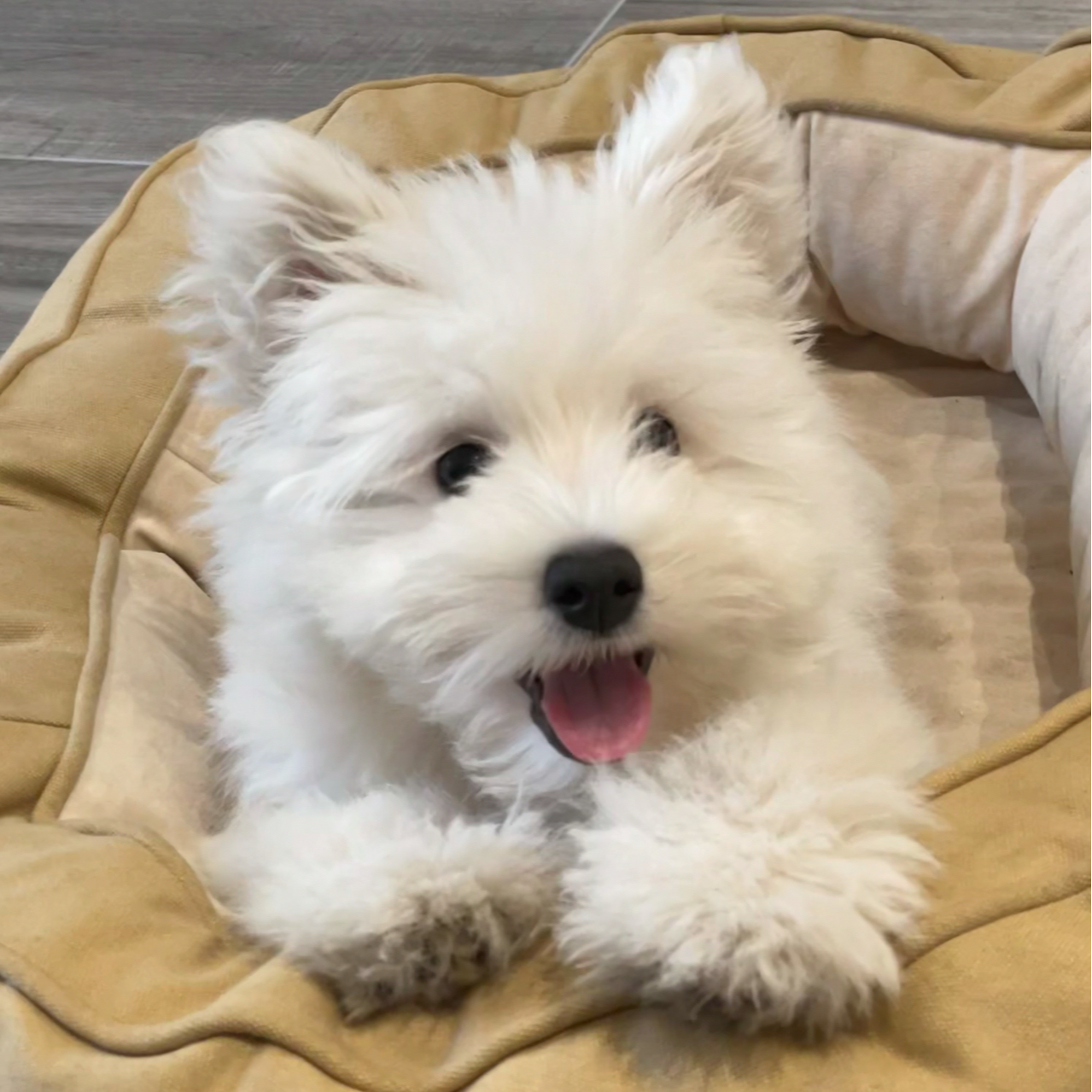 西高地活体宠物狗狗专属特价链接