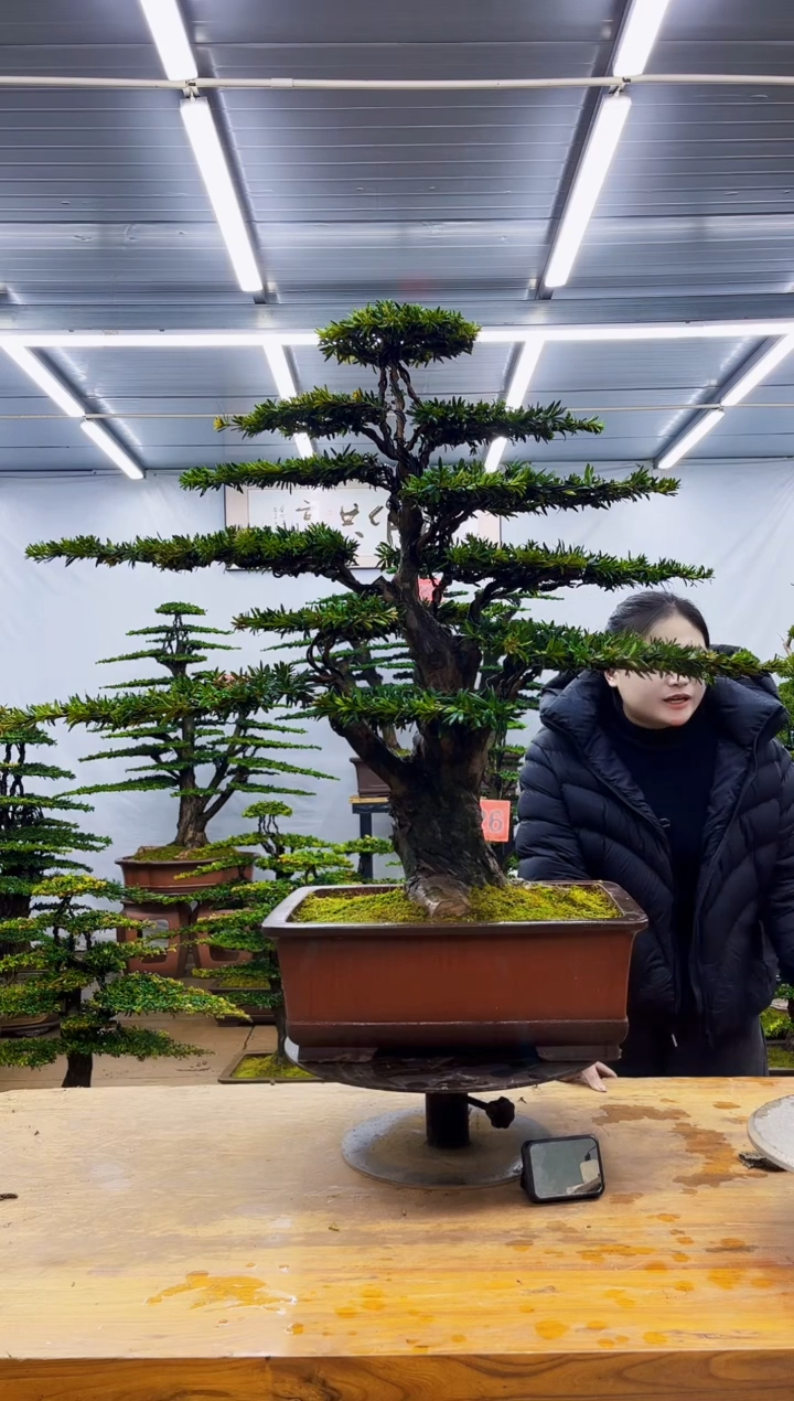 无花朵榕**生一物一拍·所见即所得