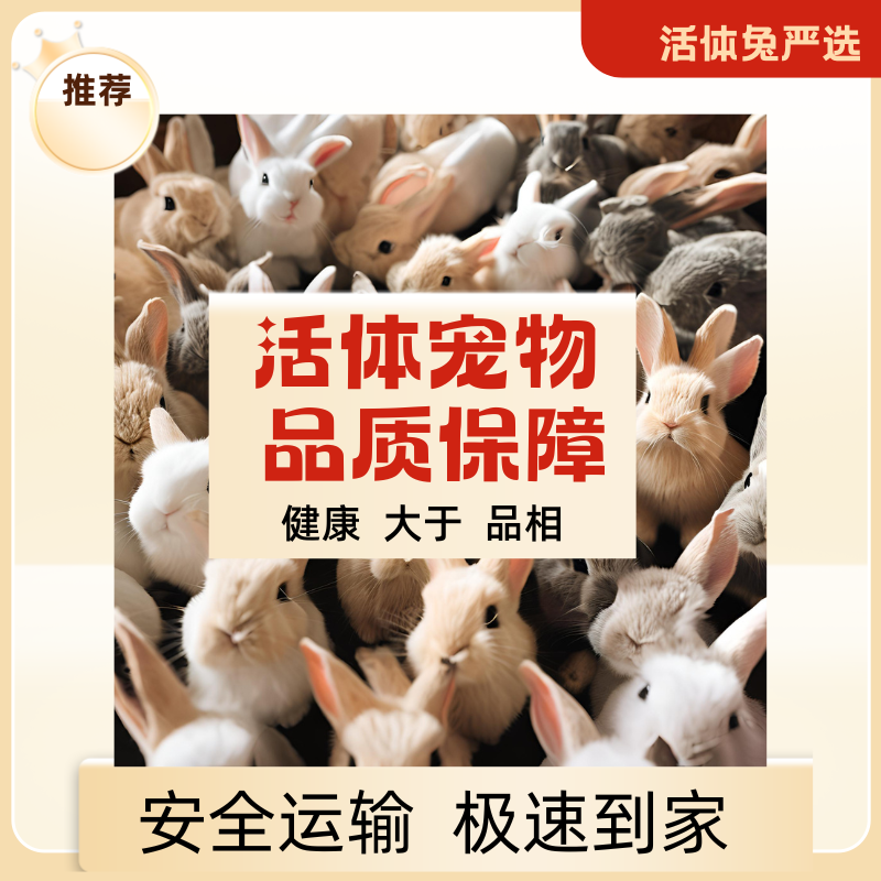 (妮可家)活体宠物严选全款链接-532