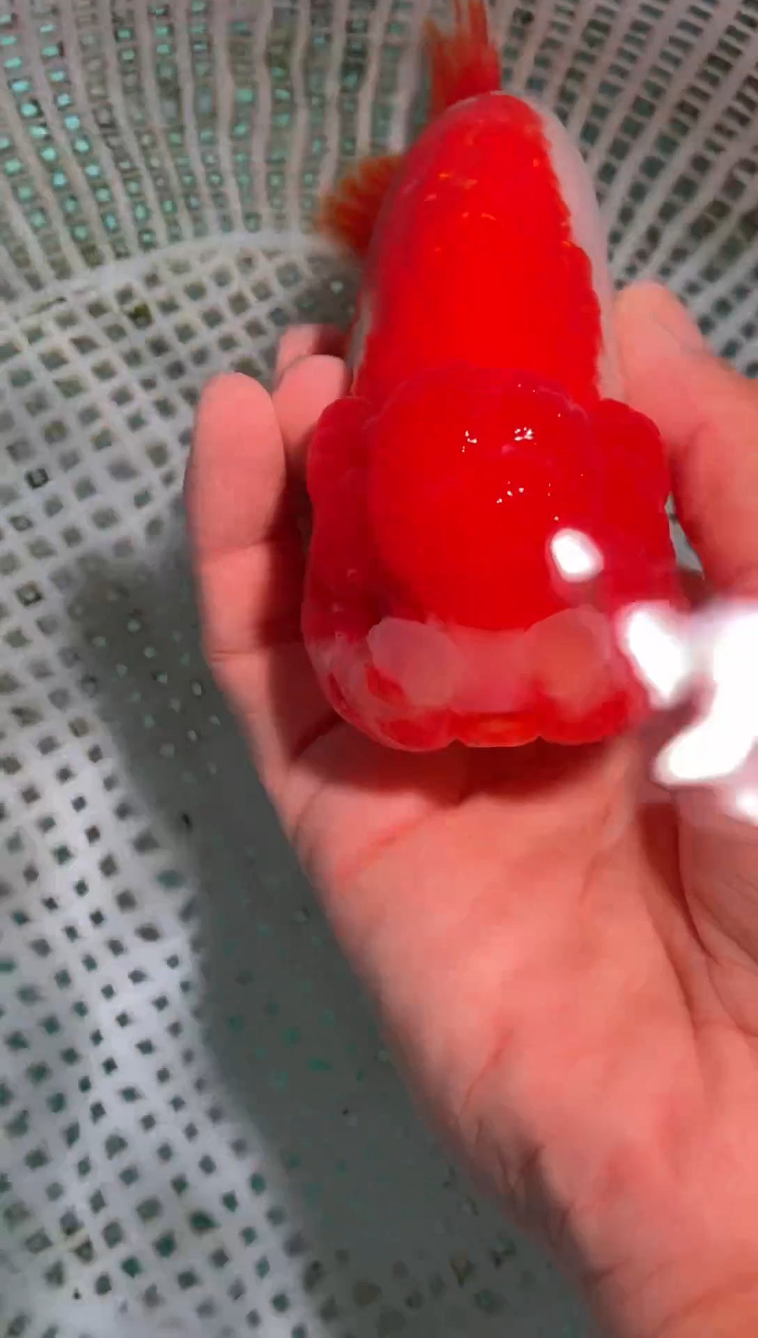 金鱼（运费到付，马印灯下展示）福州追鱼兰寿金鱼