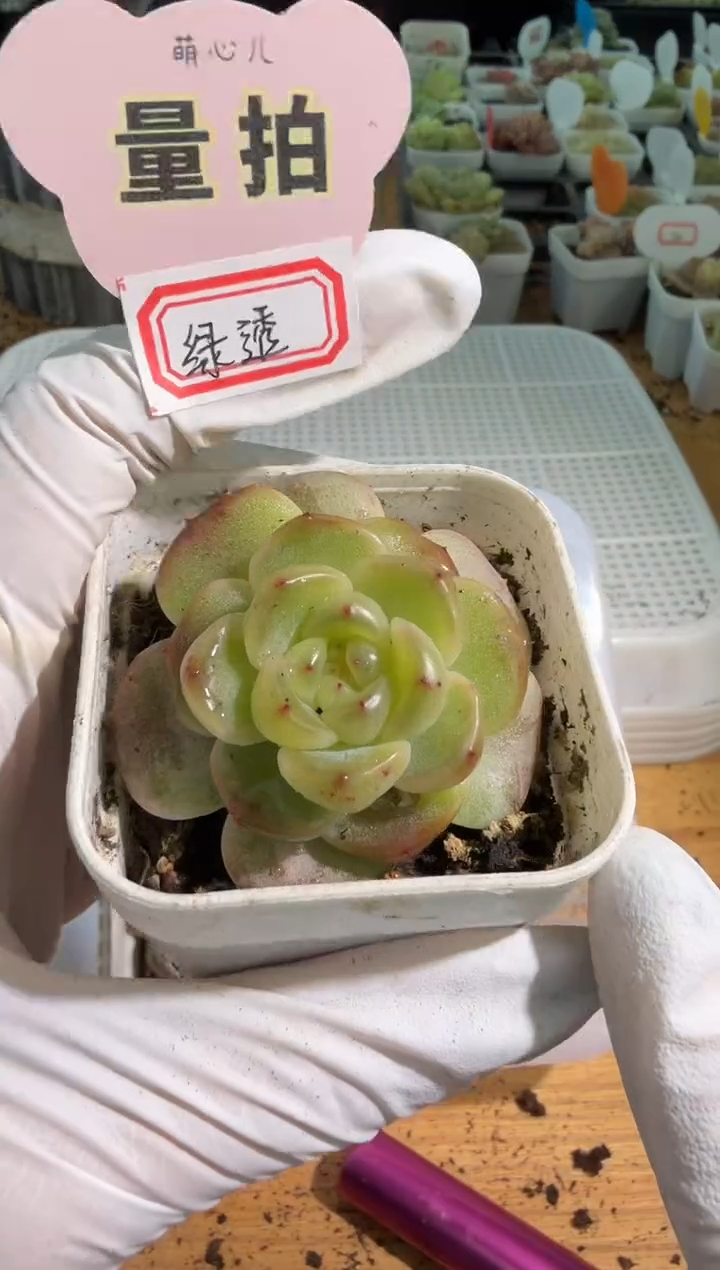 绿透 五方一盆 量拍混发