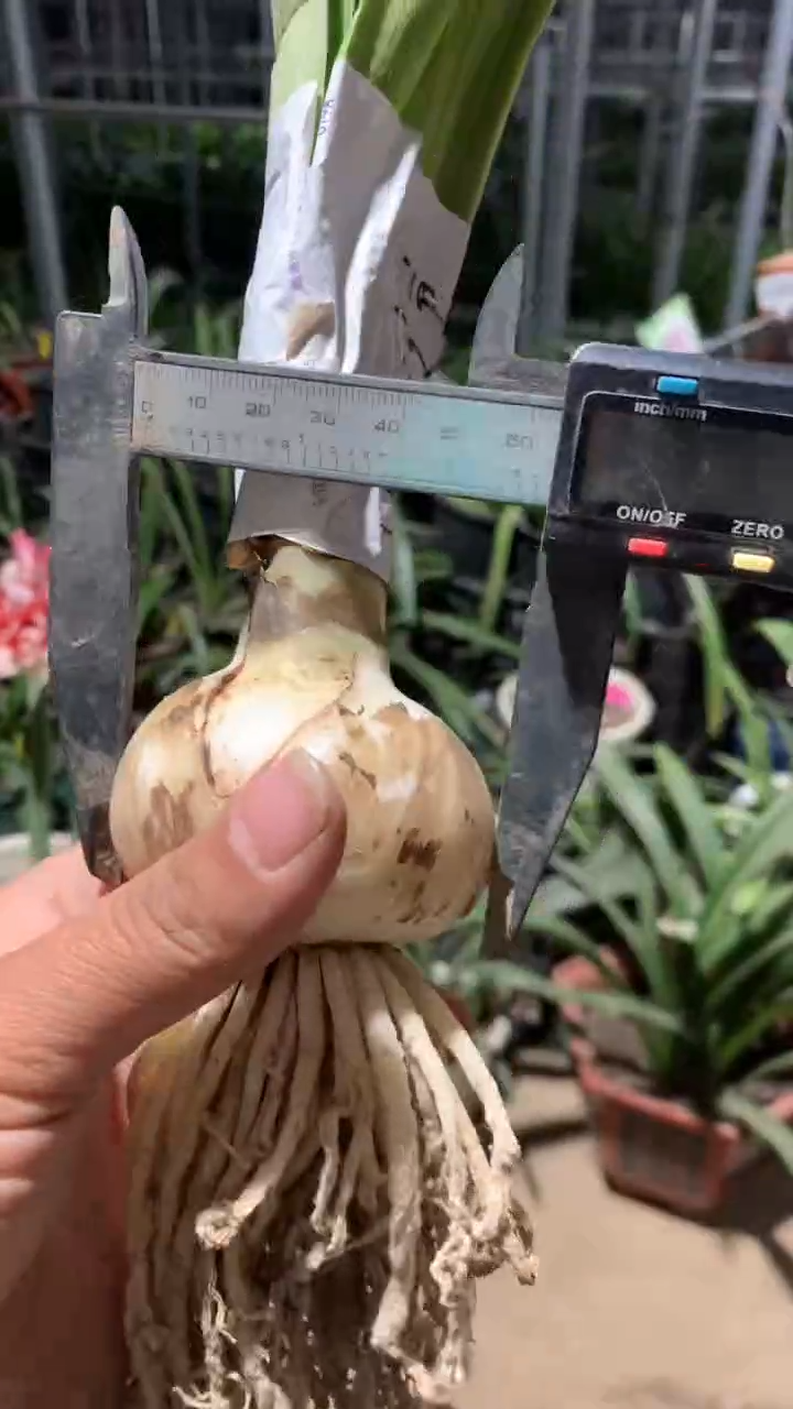 当前无花栽培后可以开花惊奇铃声6cm+