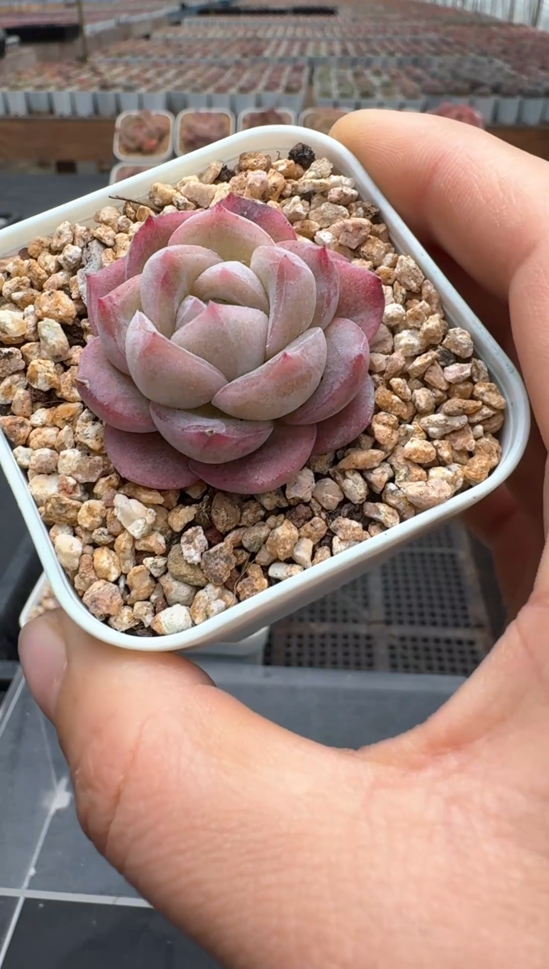 【闪购商品】3单包邮珍妮多肉一物一拍328