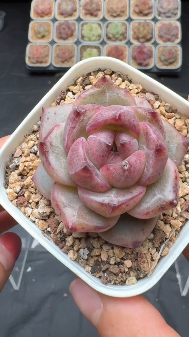 【闪购商品】050号珍妮多肉一物一拍3单包邮