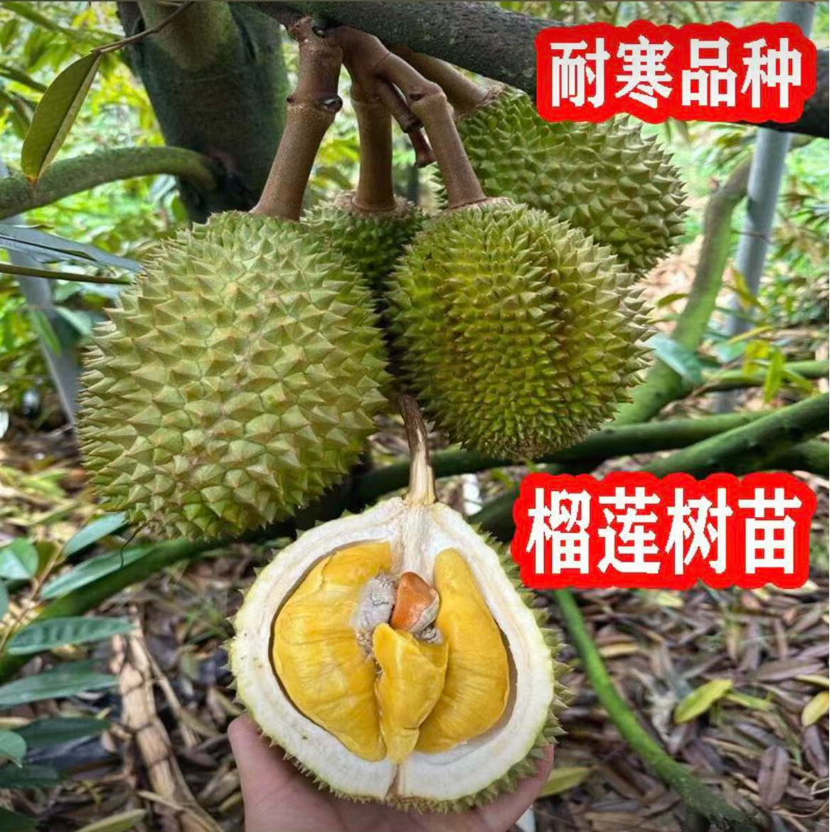 WQ正宗榴莲树苗四季泰国金枕头猫山王盆栽地栽南方可种植