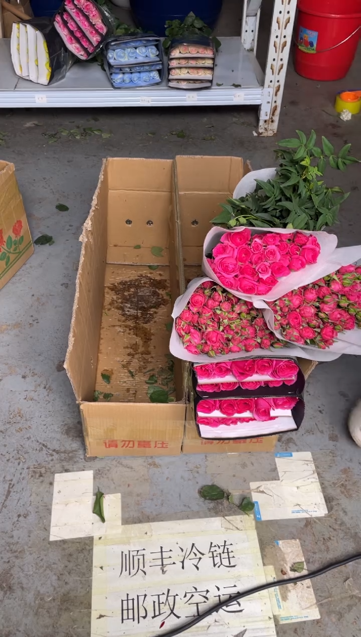 佛洛依德1扎+苏菲3扎+九星叶