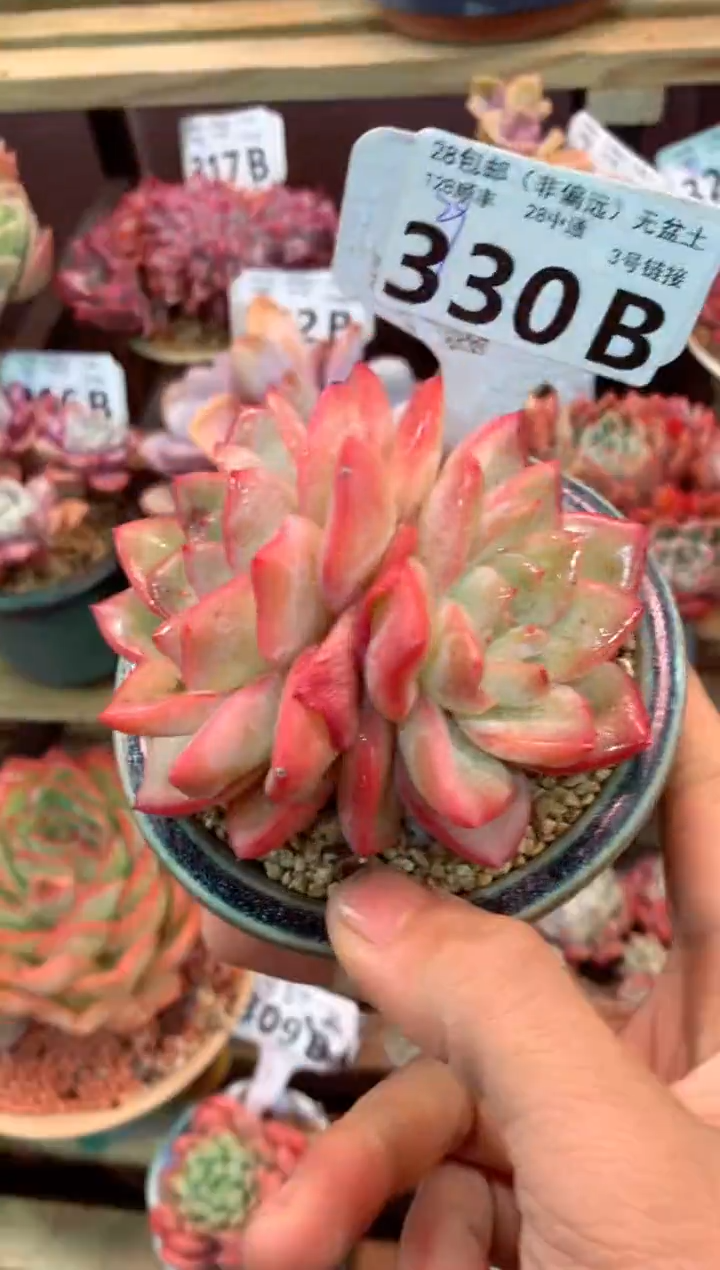 330B（一物一拍，精品多肉，w所见即所得 ）