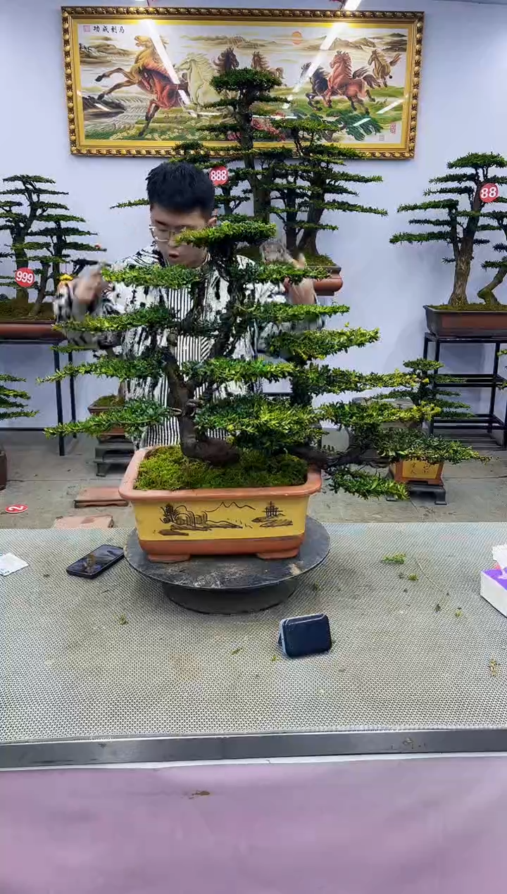 【闪购商品】八斗松/松类活物造型盆景，以直播间截图为啊啊