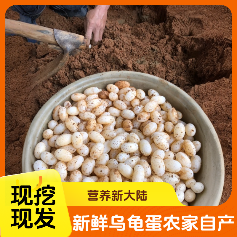 120枚现挖新鲜乌龟蛋可食用宝宝补钙辅食泡酒高蛋白质高营养正宗