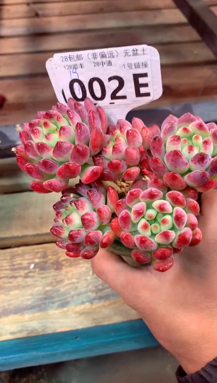 002E（一物一拍，精品多肉，w所见即所得 