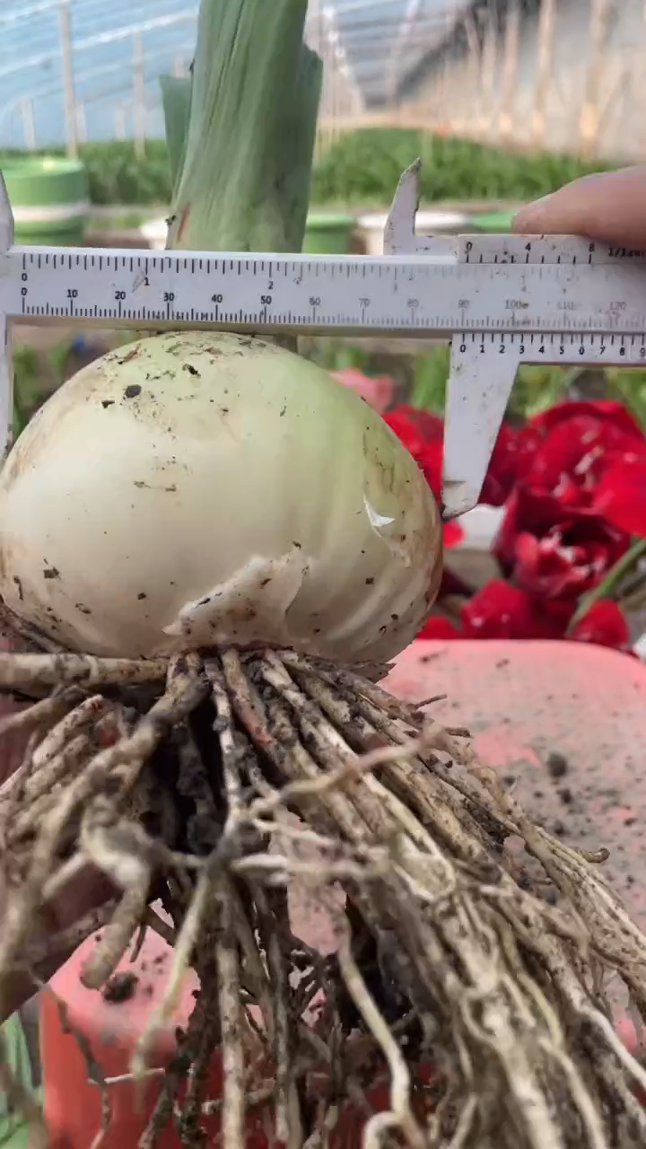 【闪购商品】艾尚美 甜蜜妮芙9左右2号