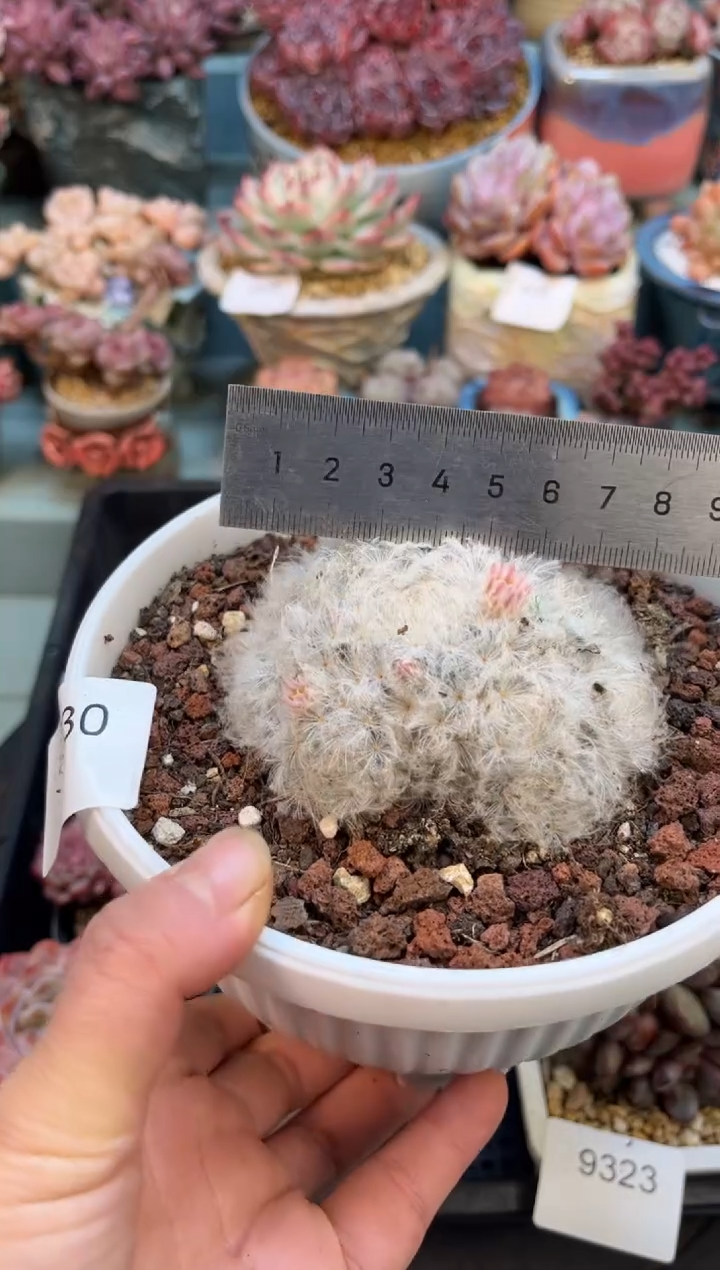 9330群生白星多肉