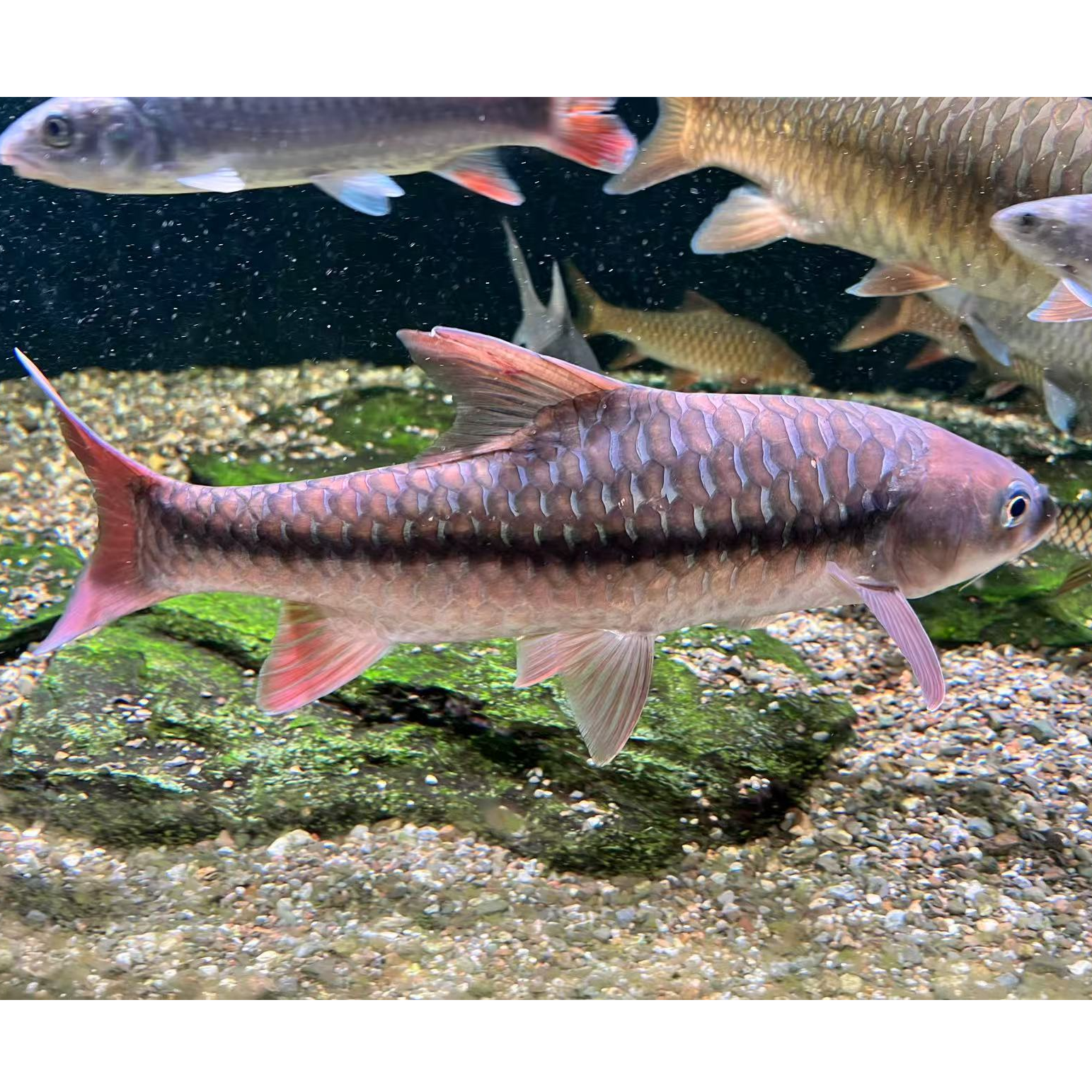 中国结鱼红翅膀精品国结红吉罗观赏鱼