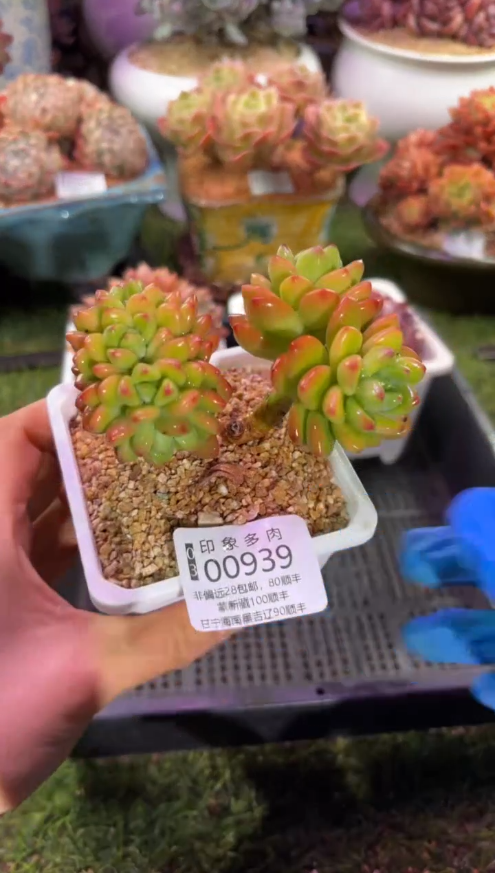 【闪购商品】00939