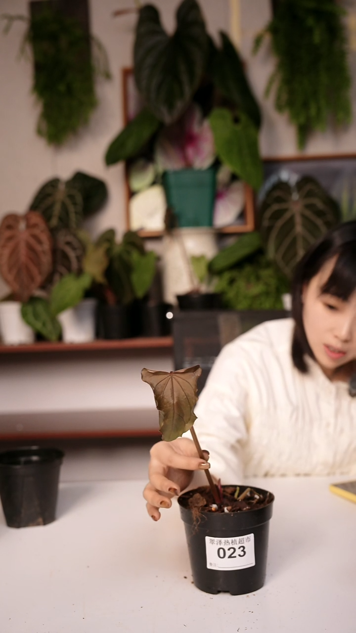 完全开放23  papifs