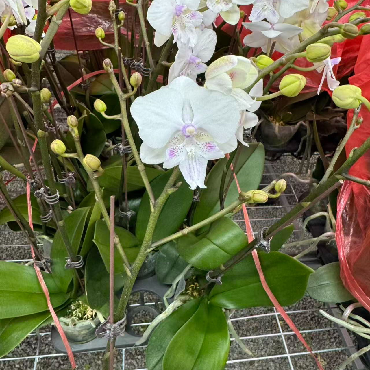 兰屿LYSLAND【圣女】蝴蝶兰鲜花盆栽