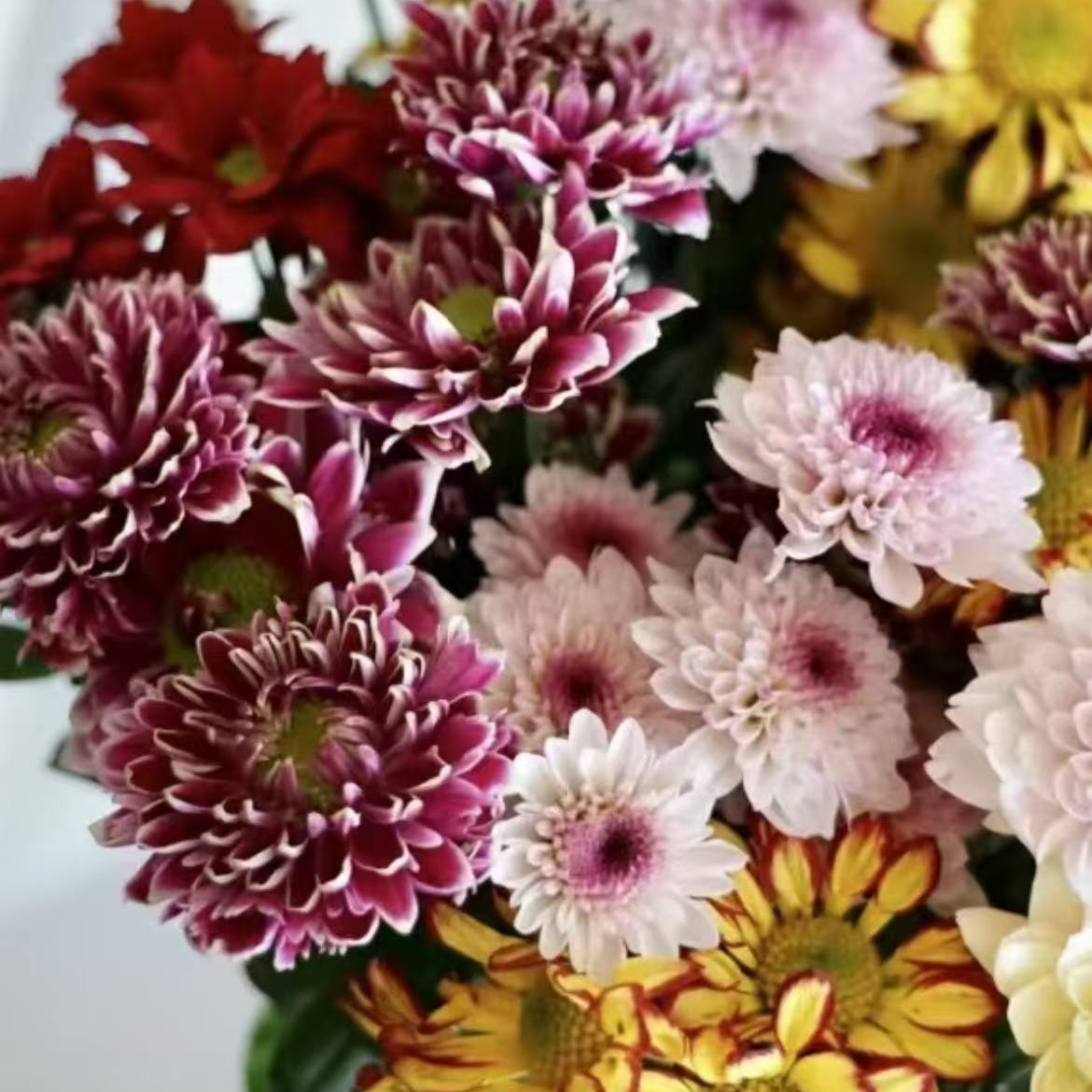 随机色小菊-家养鲜花云南基地直发