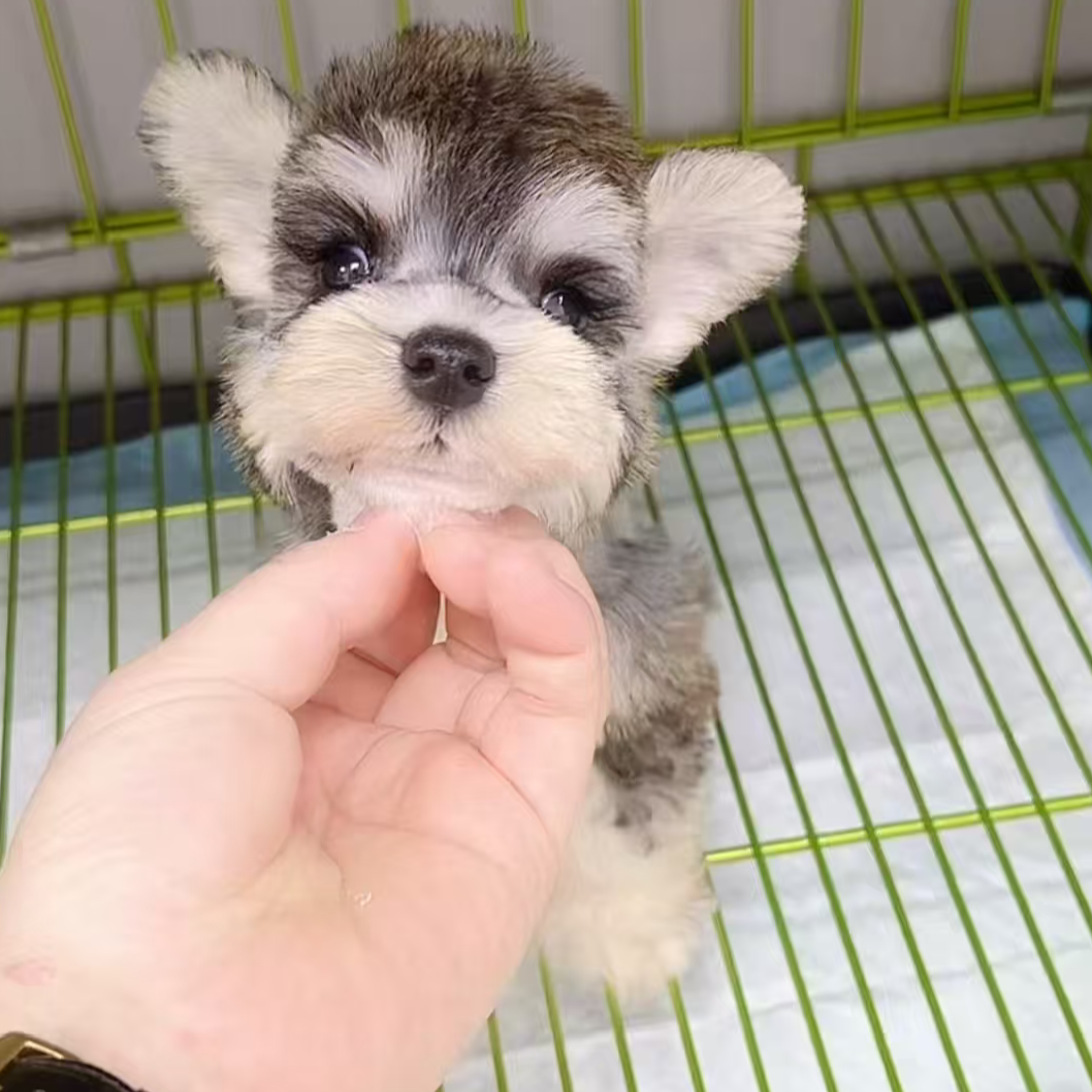 （ 二毛的雪纳瑞）T雪纳瑞狗狗活体