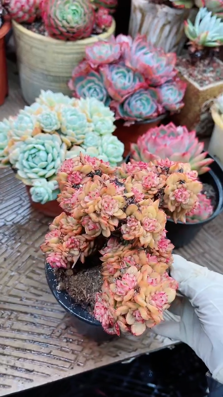 【闪购商品】13041