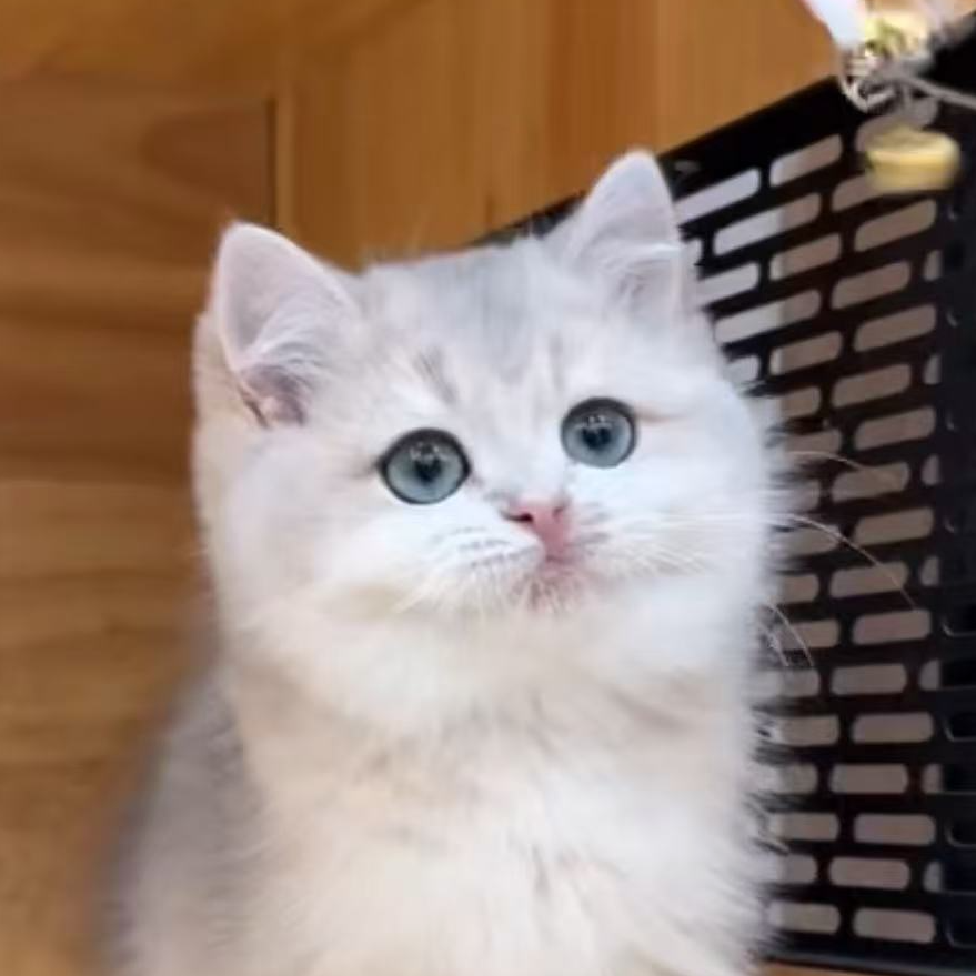 来了姊妹-蓝金 英短猫 弟弟 3