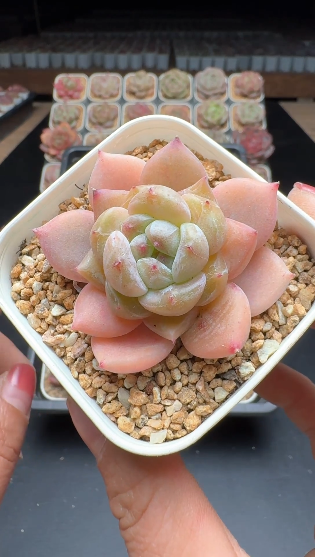 【闪购商品】901号一物一拍珍妮多肉花卉植物3颗起发