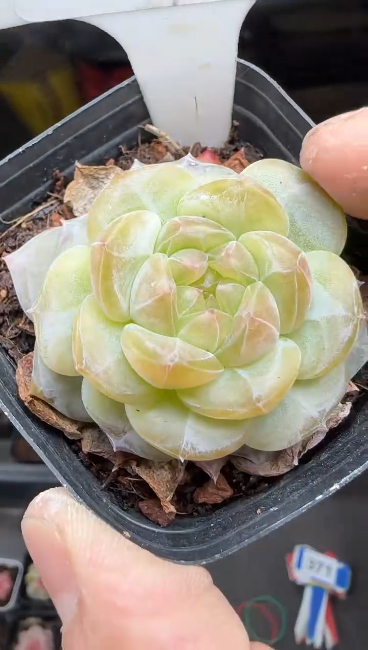 【闪购商品】一物一拍0216—370