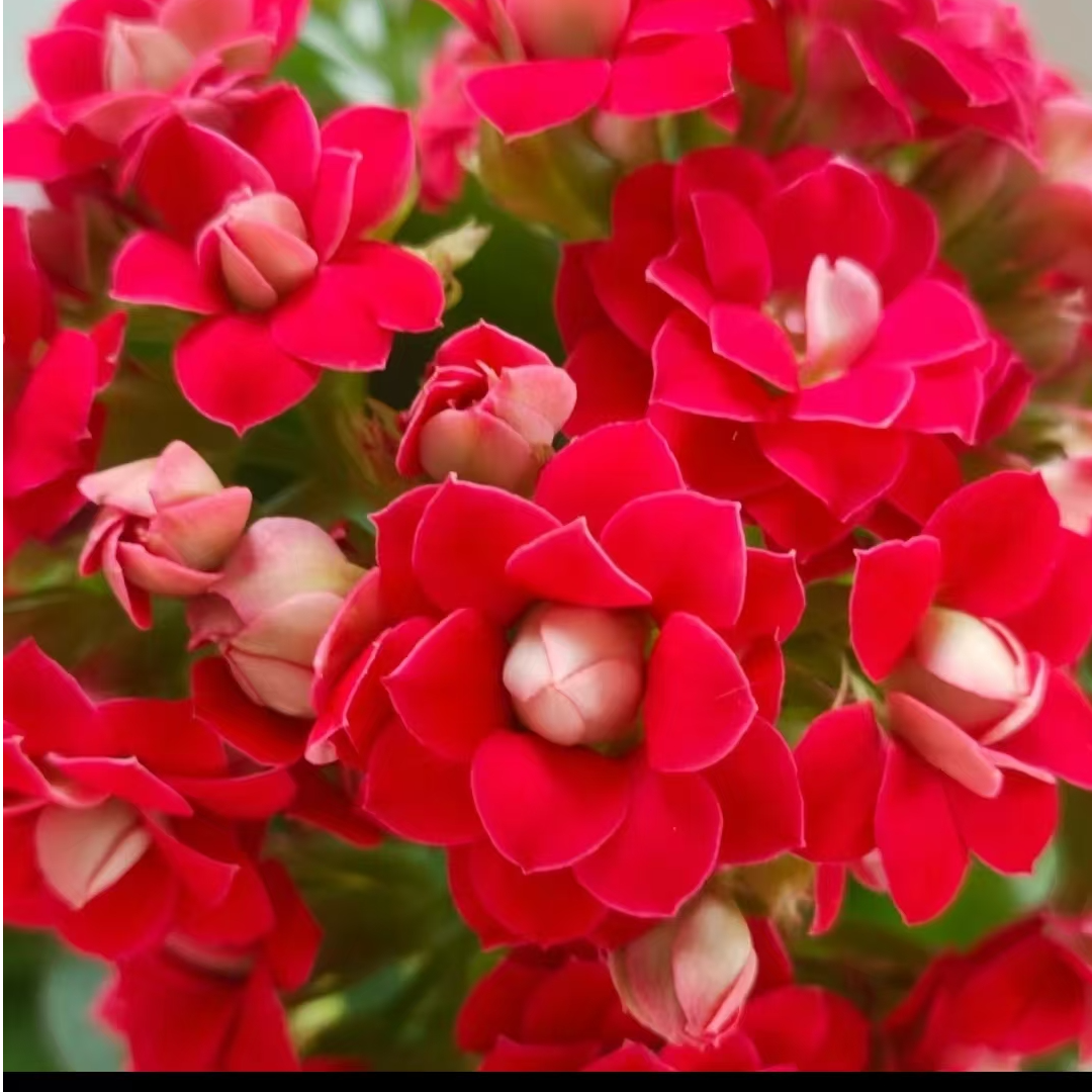 小颗车厘子 泽家长寿 长寿大花红色品种