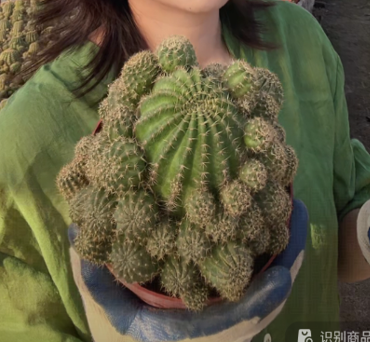 二妹园艺【 1颗  大群生丽花  】带盆土随机发货