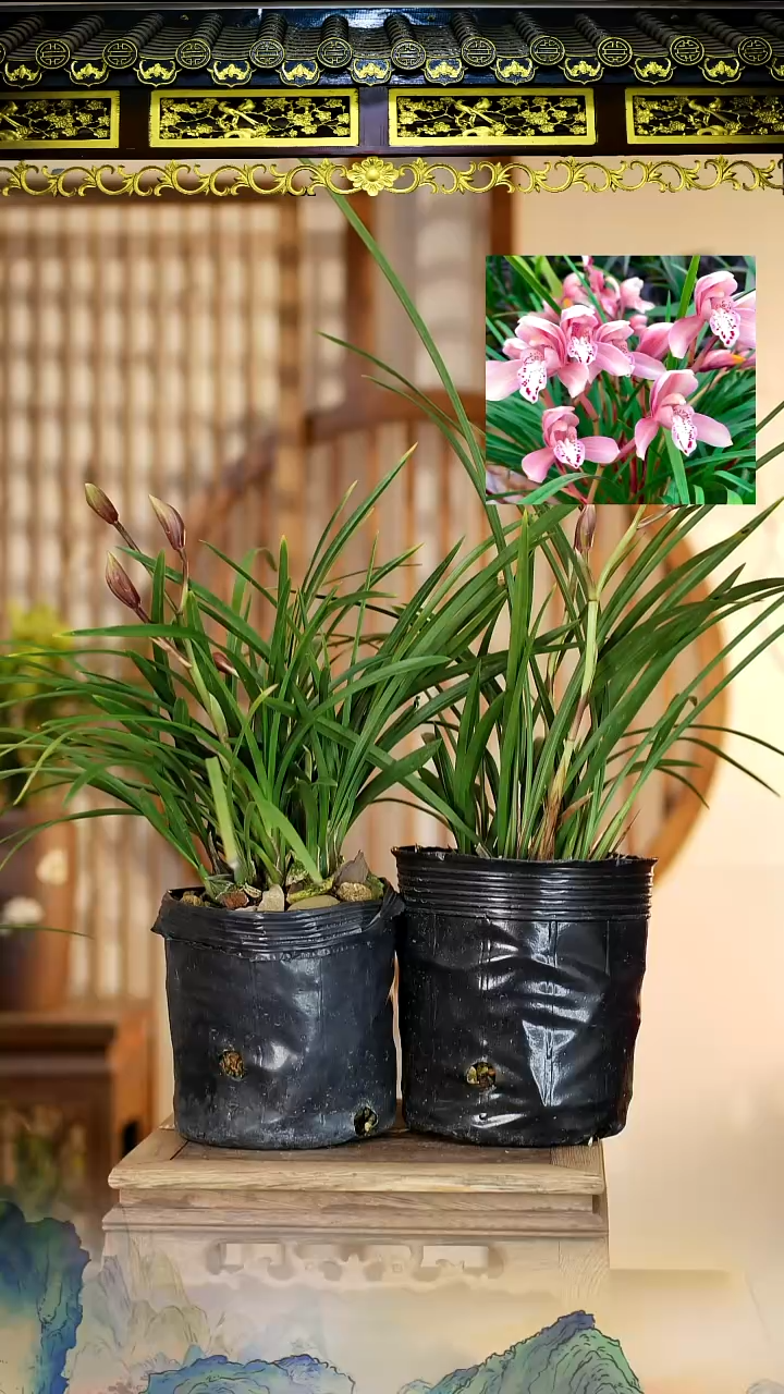 全部花苞貂蝉2只花苞6盆