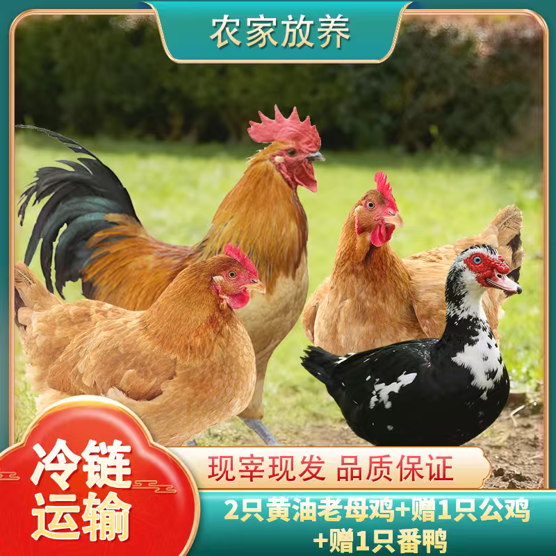 【小戴家】2只黄油老母鸡+赠1只公鸡+赠1只番鸭4只净重11斤试吃一只