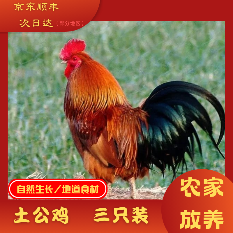 放养农家黑脚公鸡 半年左右肉质鲜嫩 3只净重9斤 包冰率不含冰