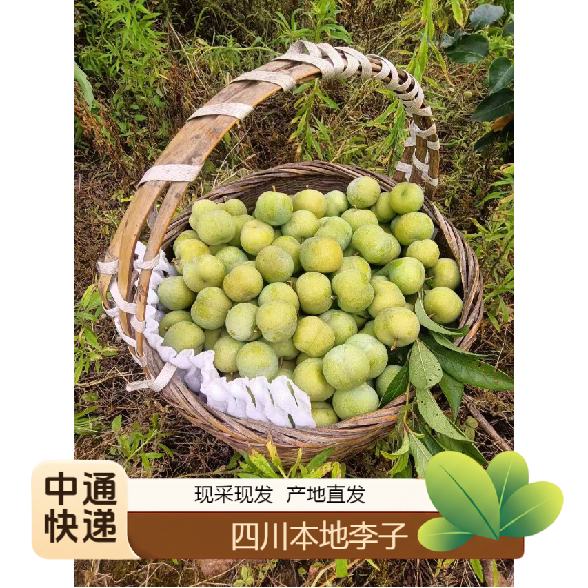 中通正宗四川李子新鲜脱骨青脆李本地土李子酸甜爽口多汁现摘发货