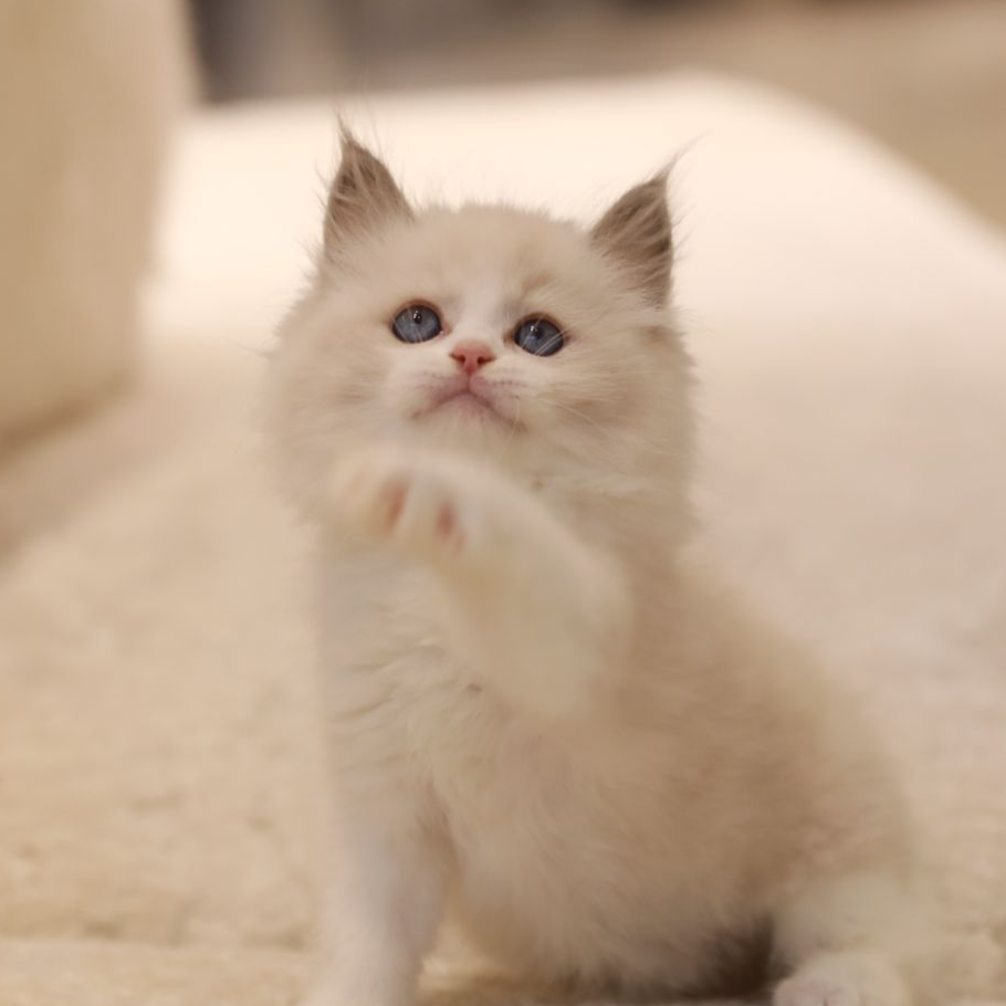 【云梦猫舍】布偶蓝双妹妹（玉米）